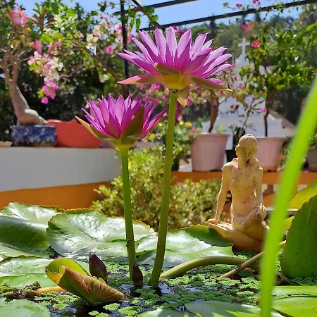 Afonso Guest House - Fontainhas-3